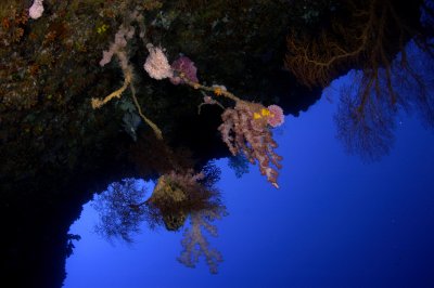 Soft coral and Sea Fans Temple Of Doom