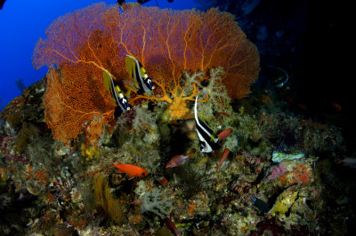 Pacific Angelfish Morhish Idol & Sea Fan