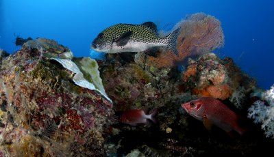 Sweetlips out of the Doom