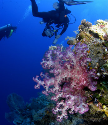 Gerb with soft coral on Big Drop