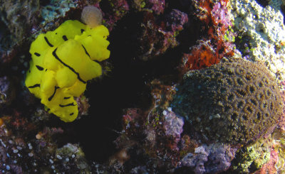 Nudibranch