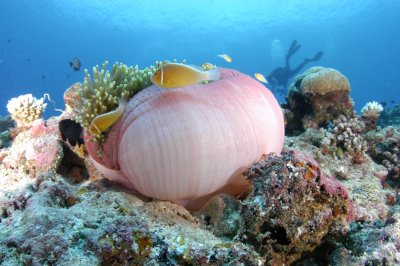 Sea Anenome