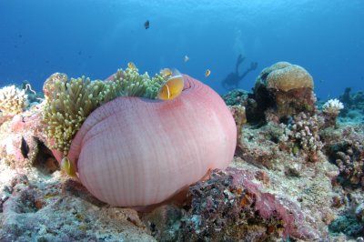 Sea Anenome Pink with Clownfish