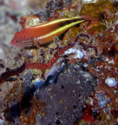 Hawksfish