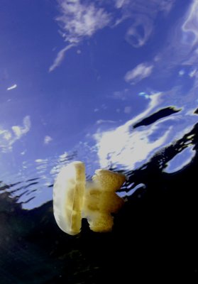 Jellyfish Lake