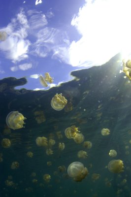 Jellyfish Lake