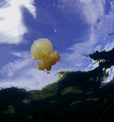 Jellyfish Lake