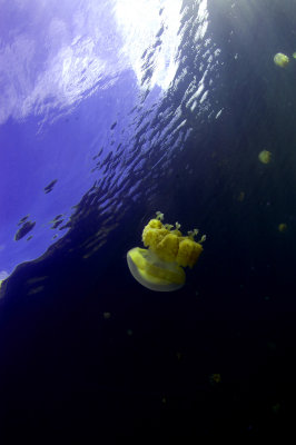 Jellyfish Lake