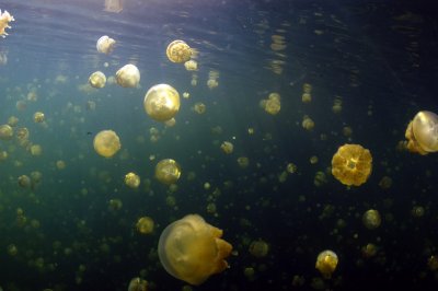 Thousands of Jellys