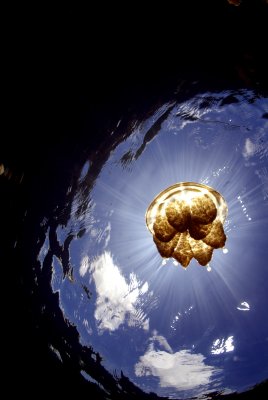 The Sunburst Jellyfish