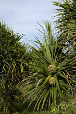 Breadfruit