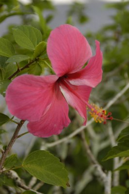 Hibiscuts