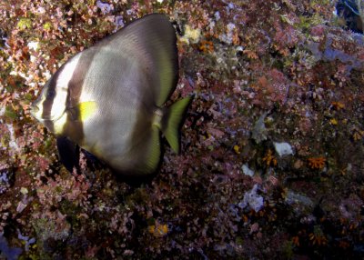 Batfish