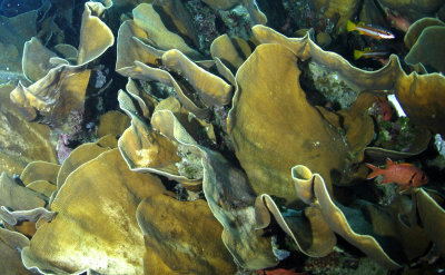 Cabbage Coral