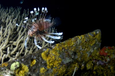 Lionfish by Mike on Wreck