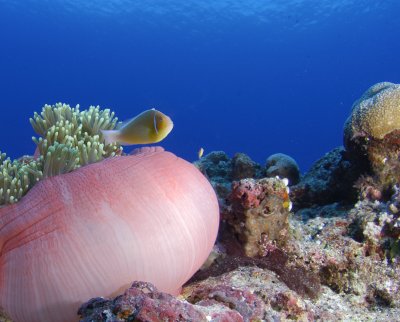 Pink Sea Anenome with Clownfish
