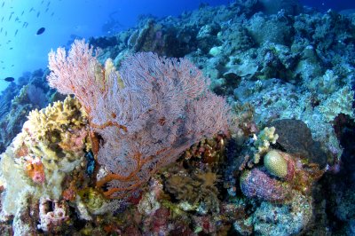 Soft Coral