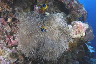 Nemo on Sea Anenome