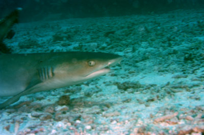 White Tip Shark