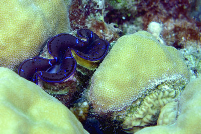 Blue Clam