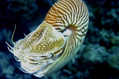 Nautilius
