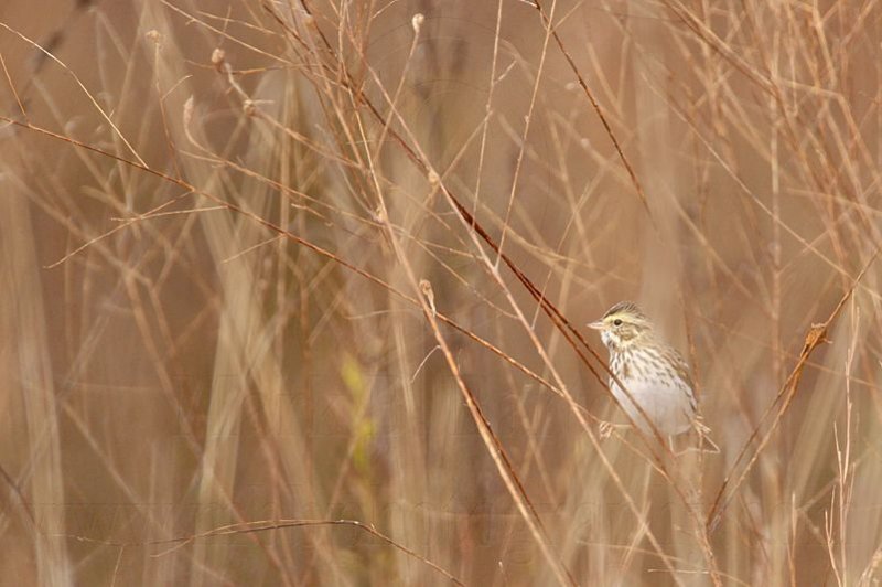 _MG_3513 Savannah Sparrow.jpg