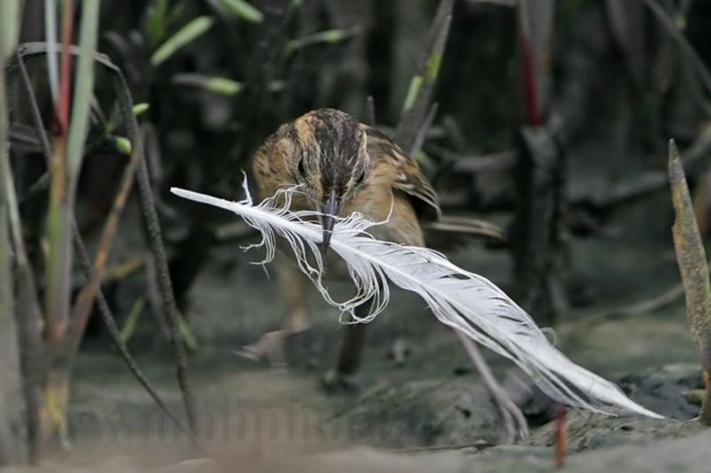 _MG_4575 Seaside Sparrow.jpg