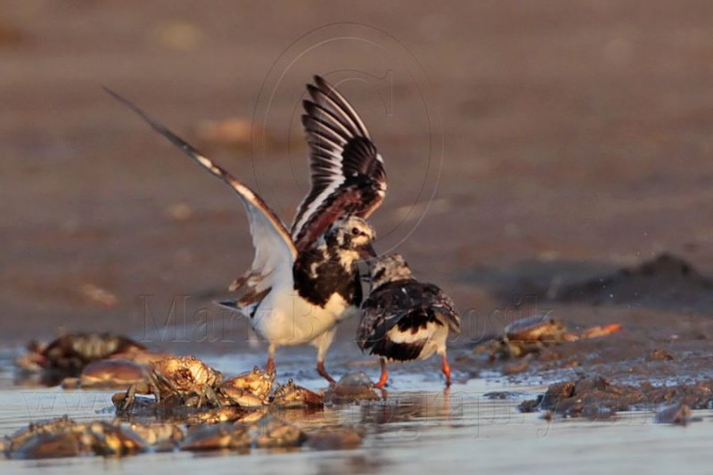 _MG_6526 Ruddy Turnstone.jpg