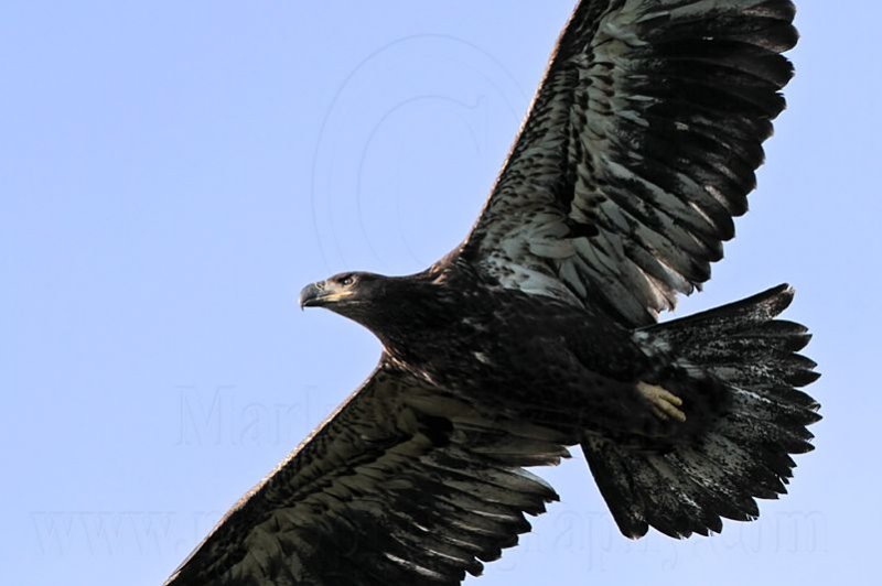 _MG_5391 Bald Eagle.jpg