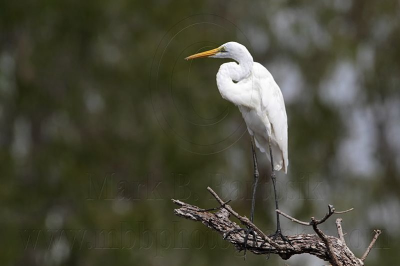 _MG_1348 Eastern Great Egret.jpg
