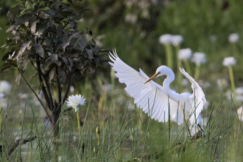 _MG_4833 Eastern Great Egret.jpg