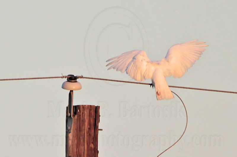 _MG_7573 leucistic Red-tailed Hawk.jpg