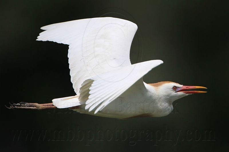 _MG_6370 Cattle Egret.jpg