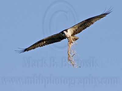 Osprey - Transporting nest material: grass stems