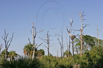 Osprey - Nests in natural landscape