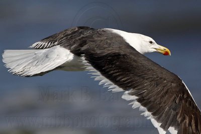 _MG_3804 Kelp Gull.jpg