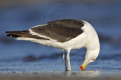 _MG_5056 Kelp Gull.jpg