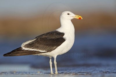 Kelp Gull (Larus dominicanus) or Chandeleur Gull? - Quintana Beach, UTC - November 8, 2008