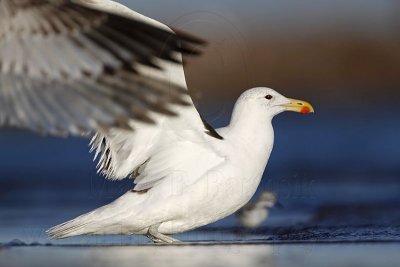 _MG_5190 Kelp Gull.jpg