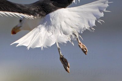 _MG_2358crop Kelp Gull.jpg
