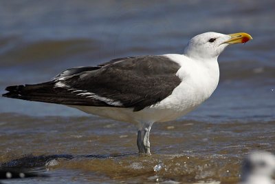 _MG_2394 Kelp Gull.jpg