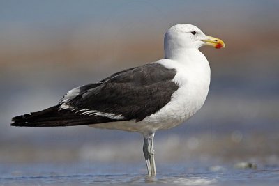 _MG_2470 Kelp Gull.jpg