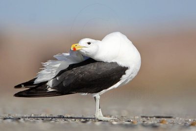 _MG_3453 Kelp Gull.jpg
