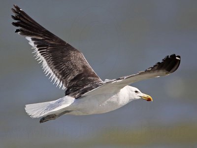 _MG_3811 Kelp Gull.jpg