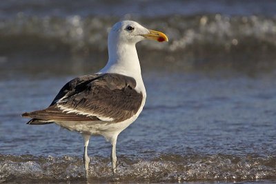 _MG_4884 Kelp Gull.jpg