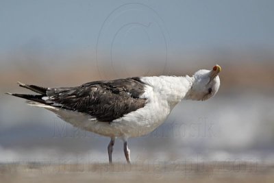 _MG_1707 Great Black-backed Gull.jpg