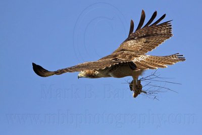 _MG_8283 Red-tailed Hawk & Western Diamondback Rattlesnake.jpg