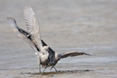 _MG_4786 Reddish Egret.jpg