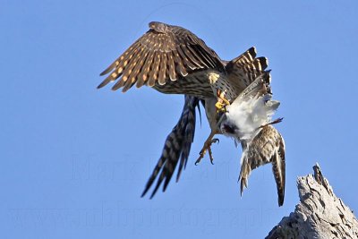 _MG_3909 Merlin.jpg