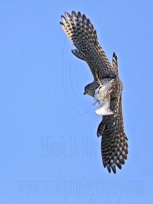 _MG_3910 Merlin.jpg